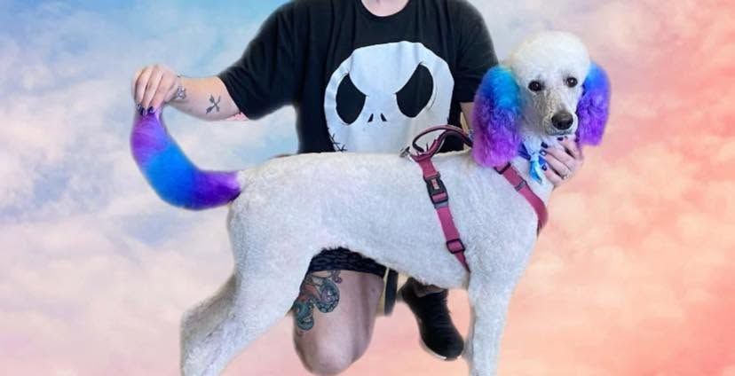 Person holding a white poodle with rainbow-dyed ears and tail on a pastel pink-and-blue background