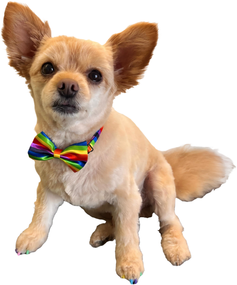 Small tan Chihuahua wearing a rainbow bow tie — grooming salon in Meridian, ID