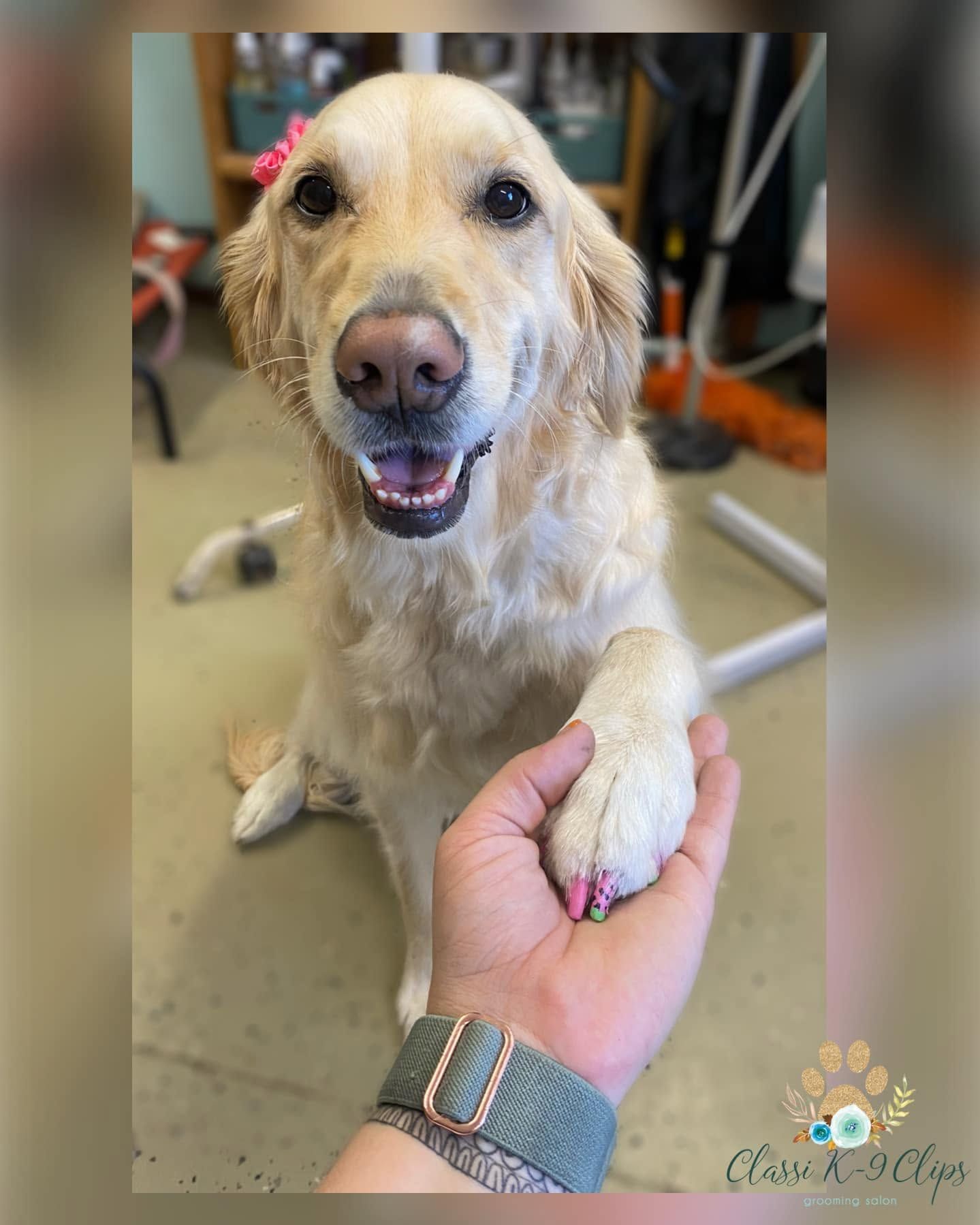 Golden retriever smiling while giving a paw to a person in a clinic or grooming setting