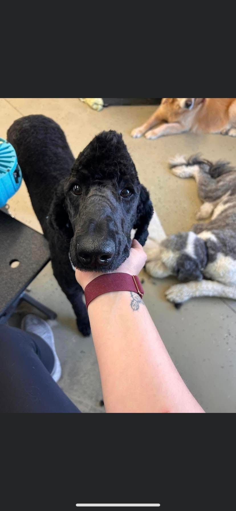 Black puppy with curly fur resting its paws on a person’s arm indoors, with a cat nearby