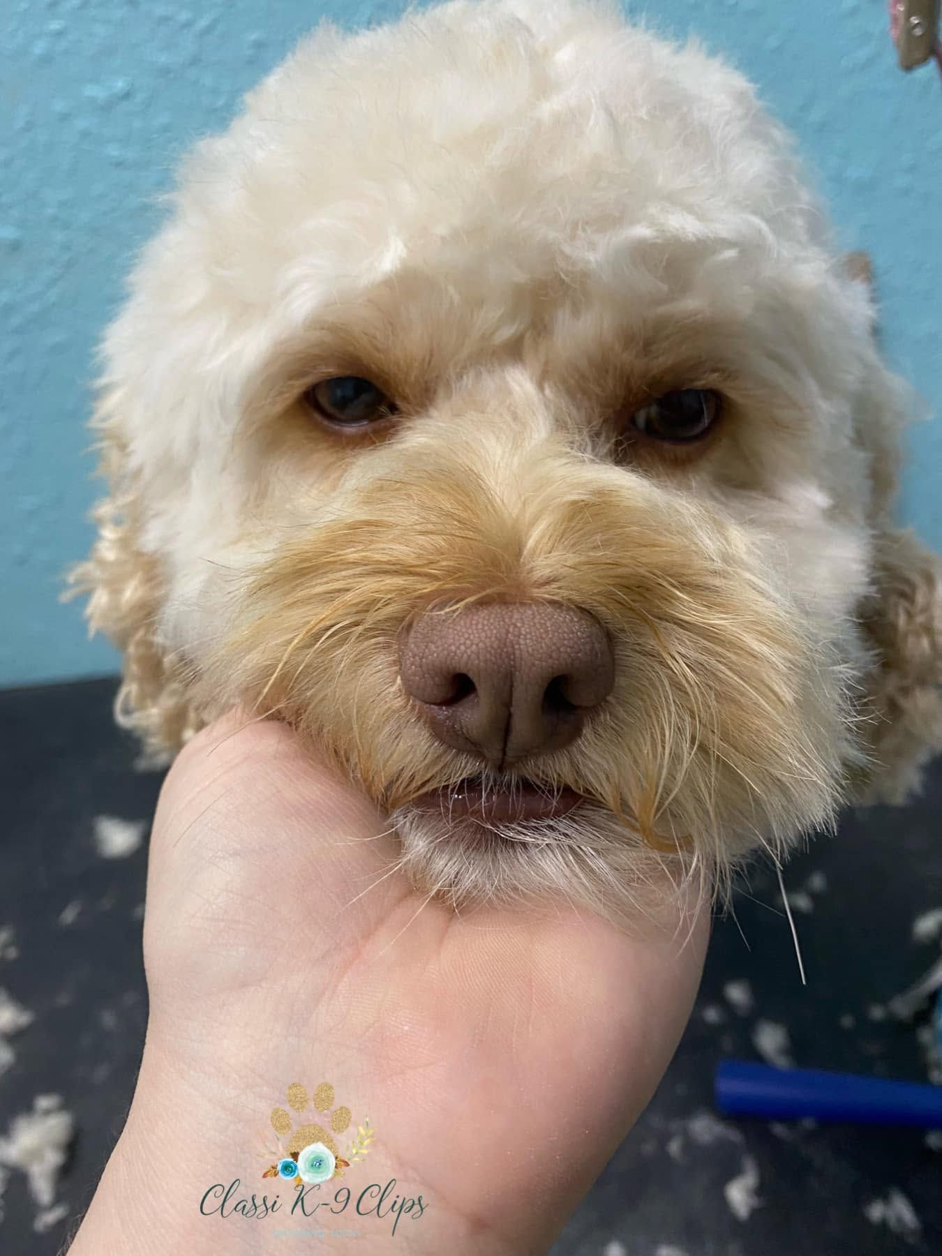 Close-up of a curly white dog being held under the chin outdoors