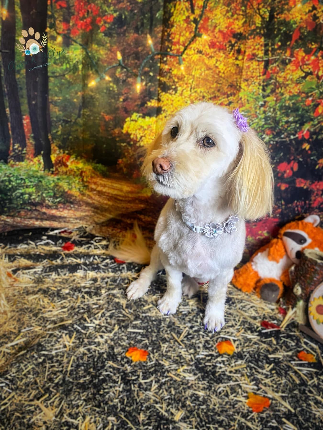 Small white dog with curly ears sitting on a carpeted floor in an autumn forest backdrop
