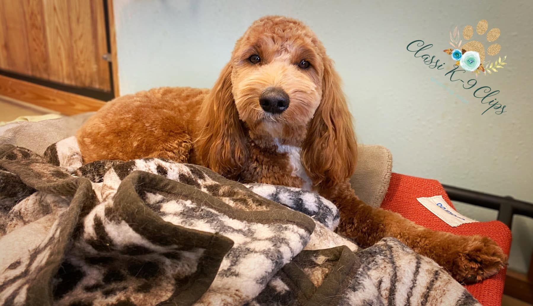 Brown dog lying on a blanket-covered couch, facing the camera.
