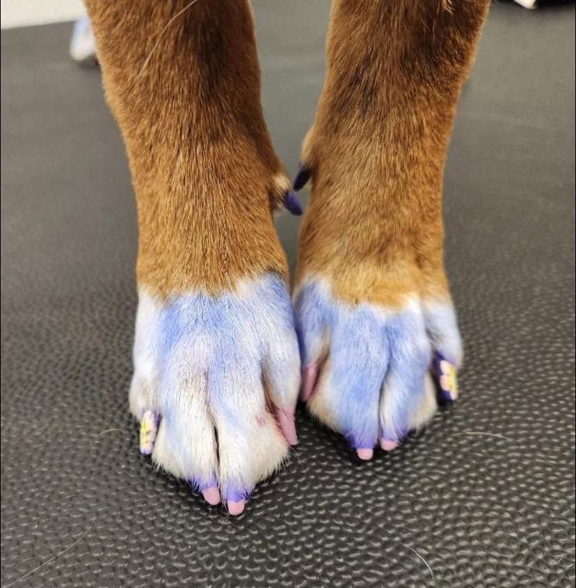 Close-up of a dog's front paws with white fur and tan legs standing on a black textured floor