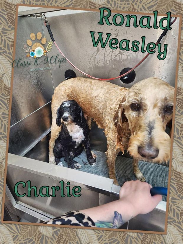 Two dogs in a kennel labeled Ronald Weasley and Charlie, with a person’s hand at the bottom.