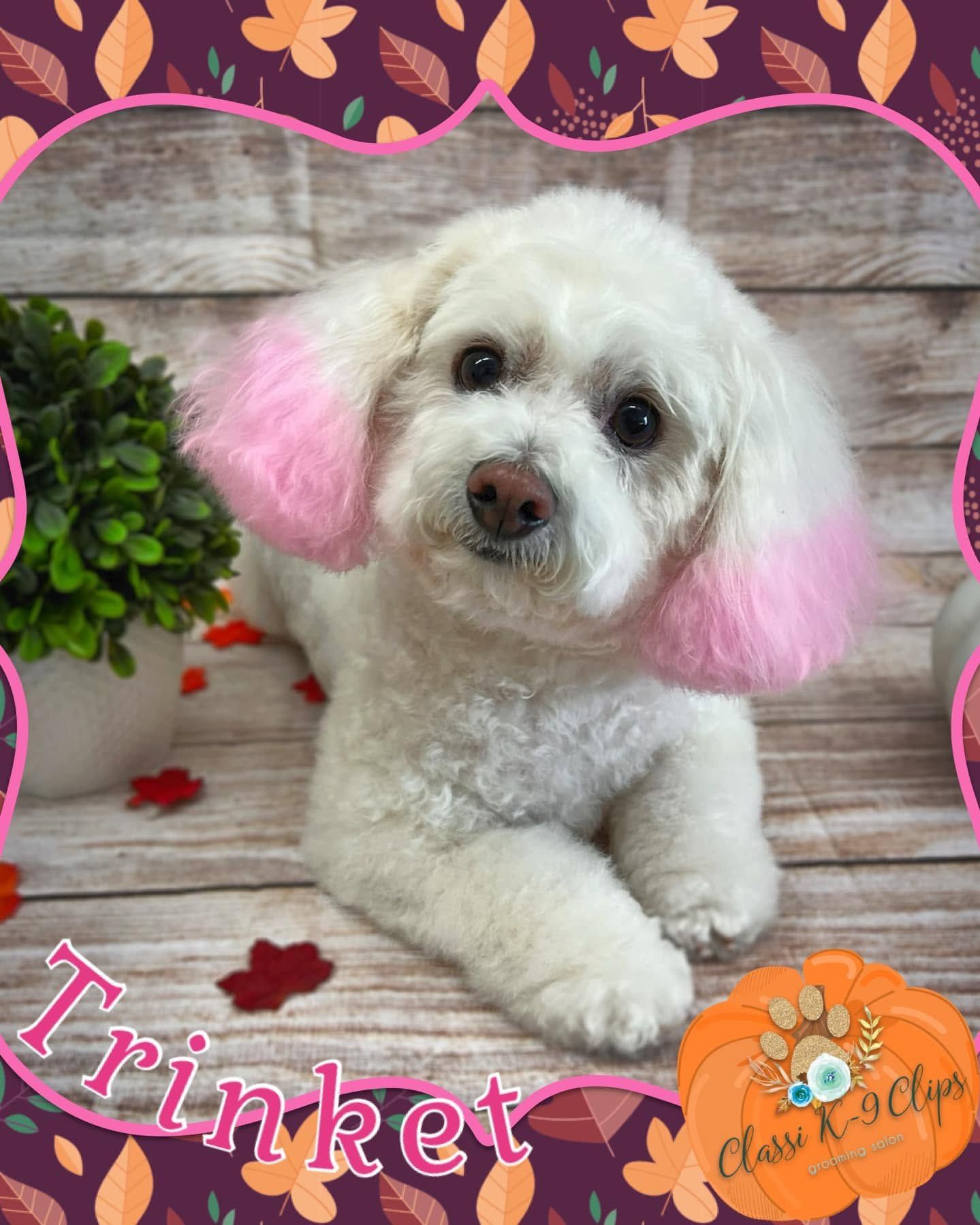 Small white dog with pink-dyed ears on a rustic backdrop, framed by floral border, labeled “Trinket”