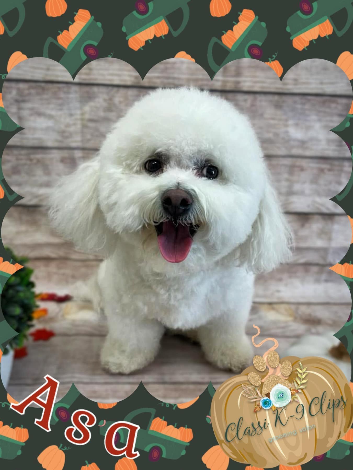 White fluffy dog sitting and smiling in a decorative gray heart frame with autumn leaves and 
