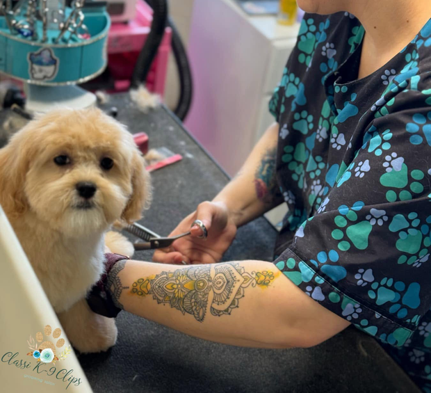 Small fluffy dog being groomed, with a person trimming its fur; paw-print scrubs and tattoo visible.