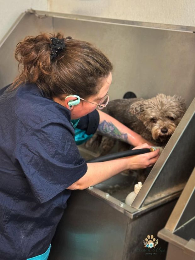 Veterinarian gently examining a curly-haired dog in a stainless-steel exam tub