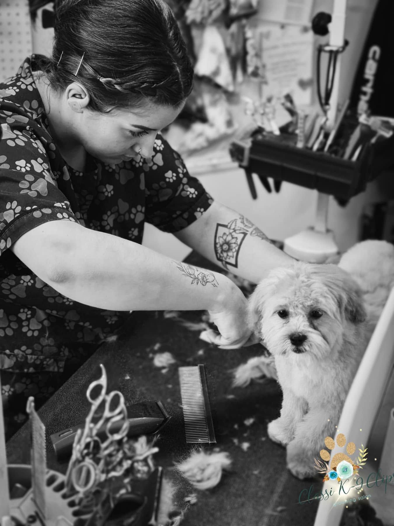 Person grooming a small white dog on a grooming table with combs and tools nearby