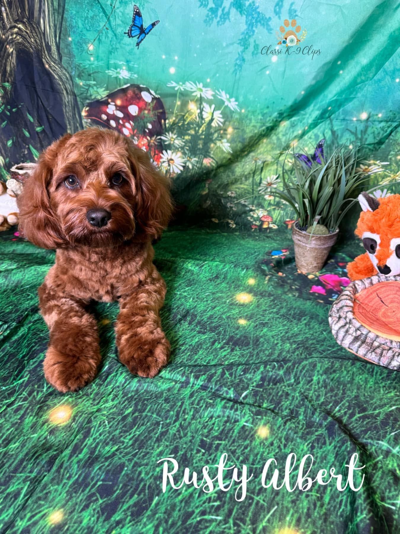 Brown puppy sitting on a green backdrop with flowers, butterflies, and “Rusty Albert” text