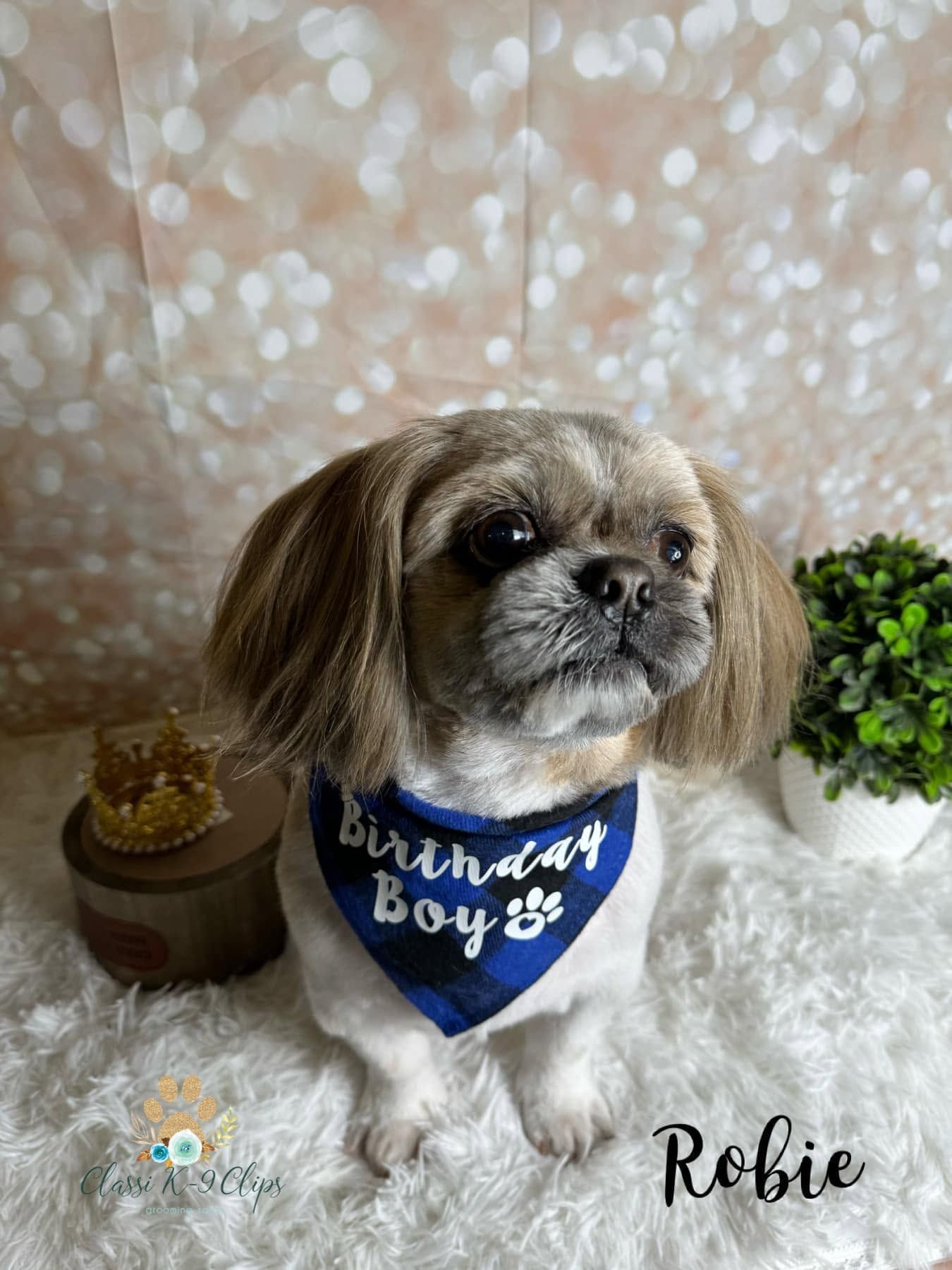 Small dog in blue birthday bandana, seated on a fluffy rug with the name “Robie” рядом.
