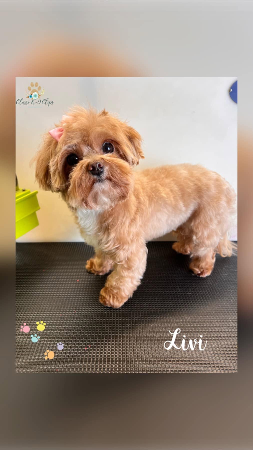 Small tan dog with curly fur standing on a black mat indoors, with “Love” text at bottom.