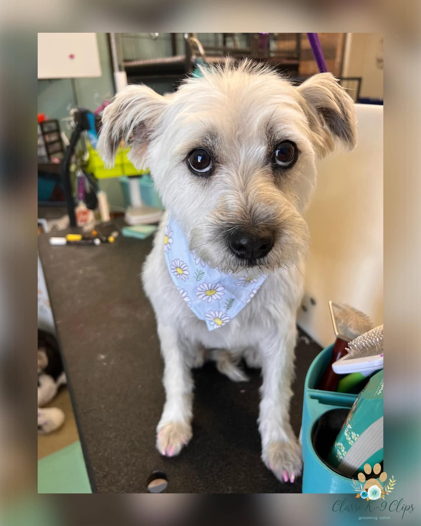 Small white scruffy dog wearing a blue bandana, sitting on a grooming table and looking at the camera