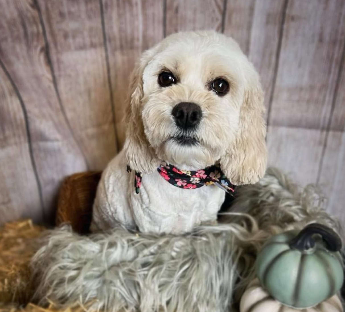 Small cream-colored dog wearing a floral collar, sitting on a fluffy rug with a pumpkin decoration.