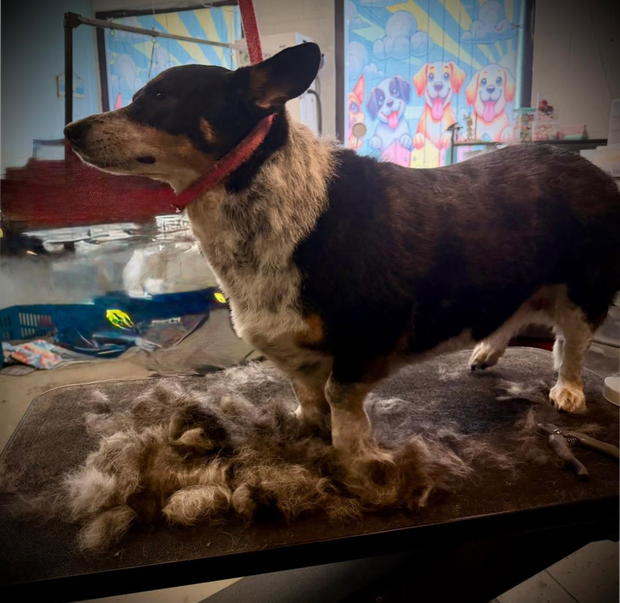 Small black-and-tan dog standing on a table beside a fluffy fur pile, indoors.
