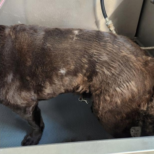 Brindle dog standing on a veterinary exam table with a shaved belly
