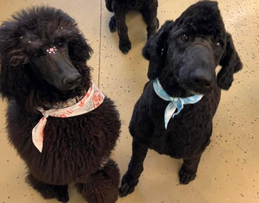 Two black poodles with bandanas sit on a light-colored floor, looking up at the camera.