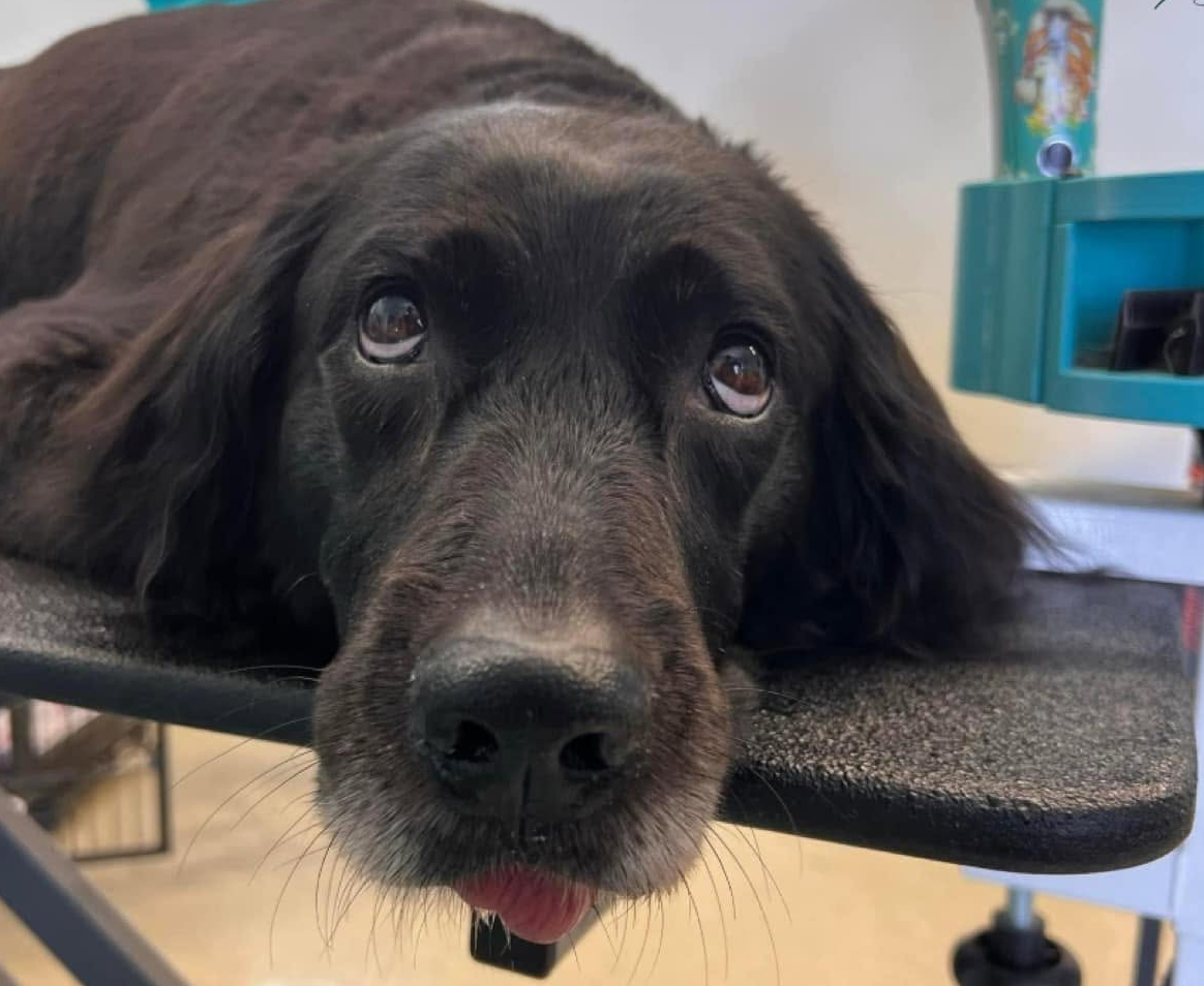 Black dog resting its head on a grooming table, looking up with a sad expression.
