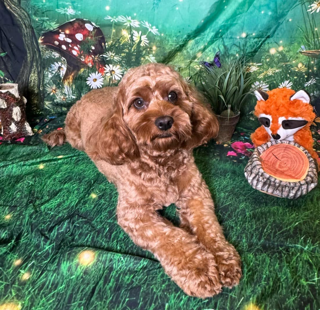 Brown curly dog lying on green grass with butterflies and a small fox plush in a whimsical garden scene