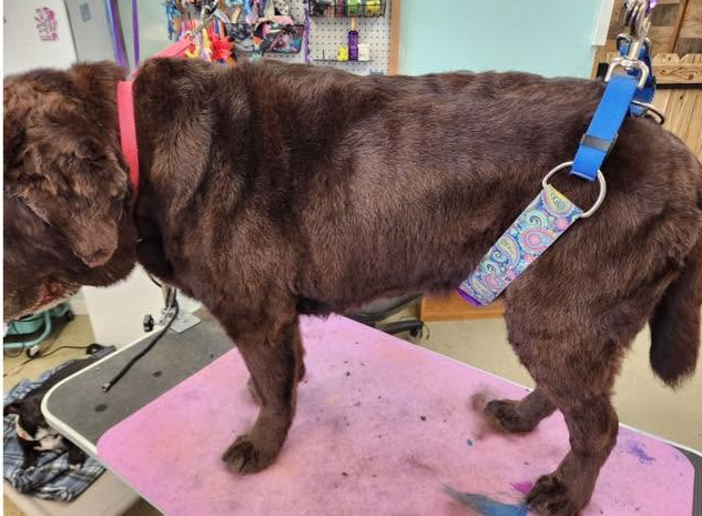 Brown dog standing on a grooming table with a blue harness and red collar, facing left