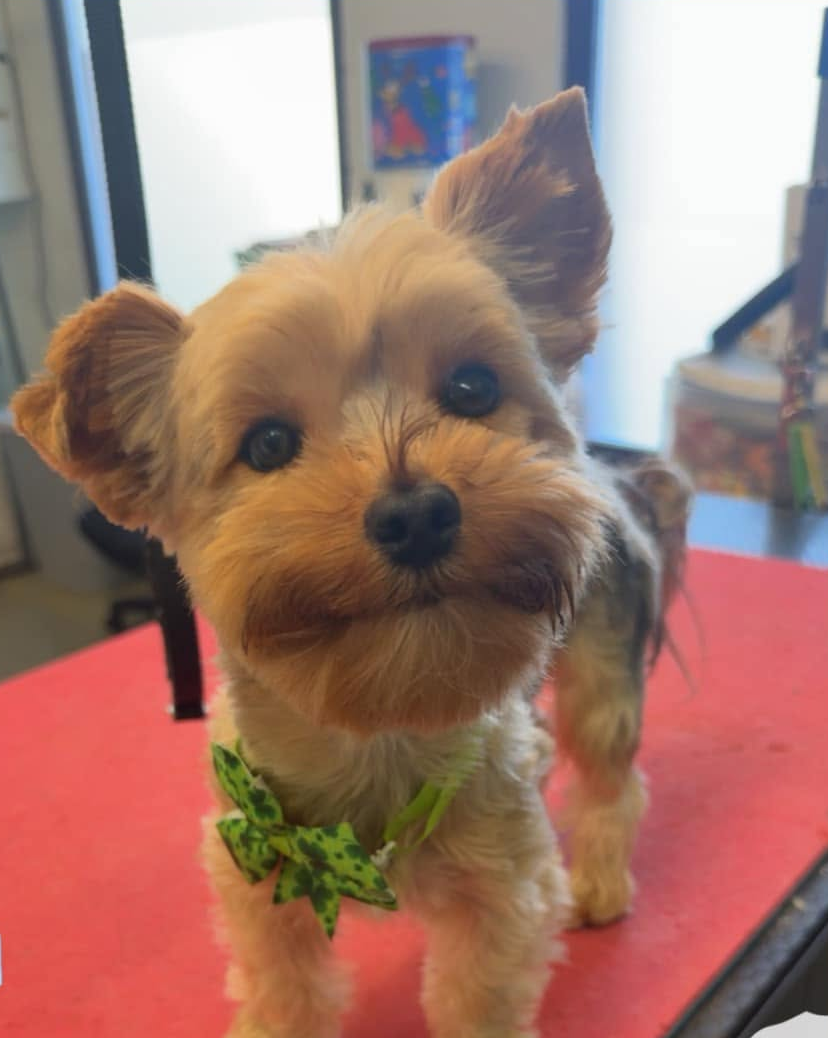 Small tan-and-gray dog with a green collar standing on a red surface, looking at the camera.