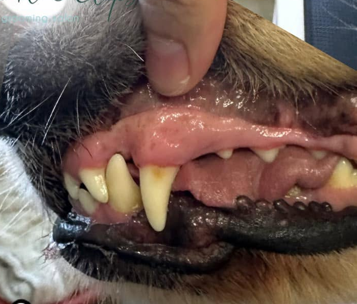 Close-up of a dog’s open mouth showing teeth, gums, and a finger lifting the upper lip
