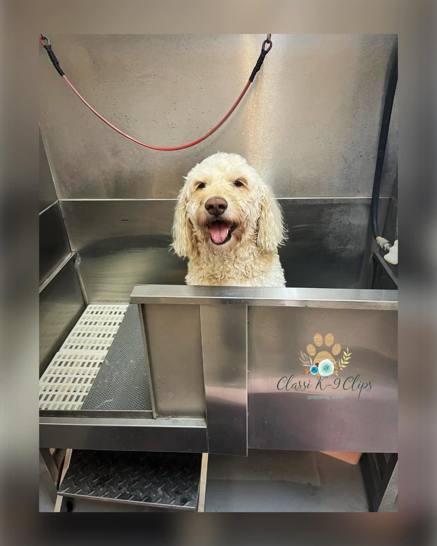 Fluffy white dog standing in a stainless steel grooming tub, tongue out and smiling