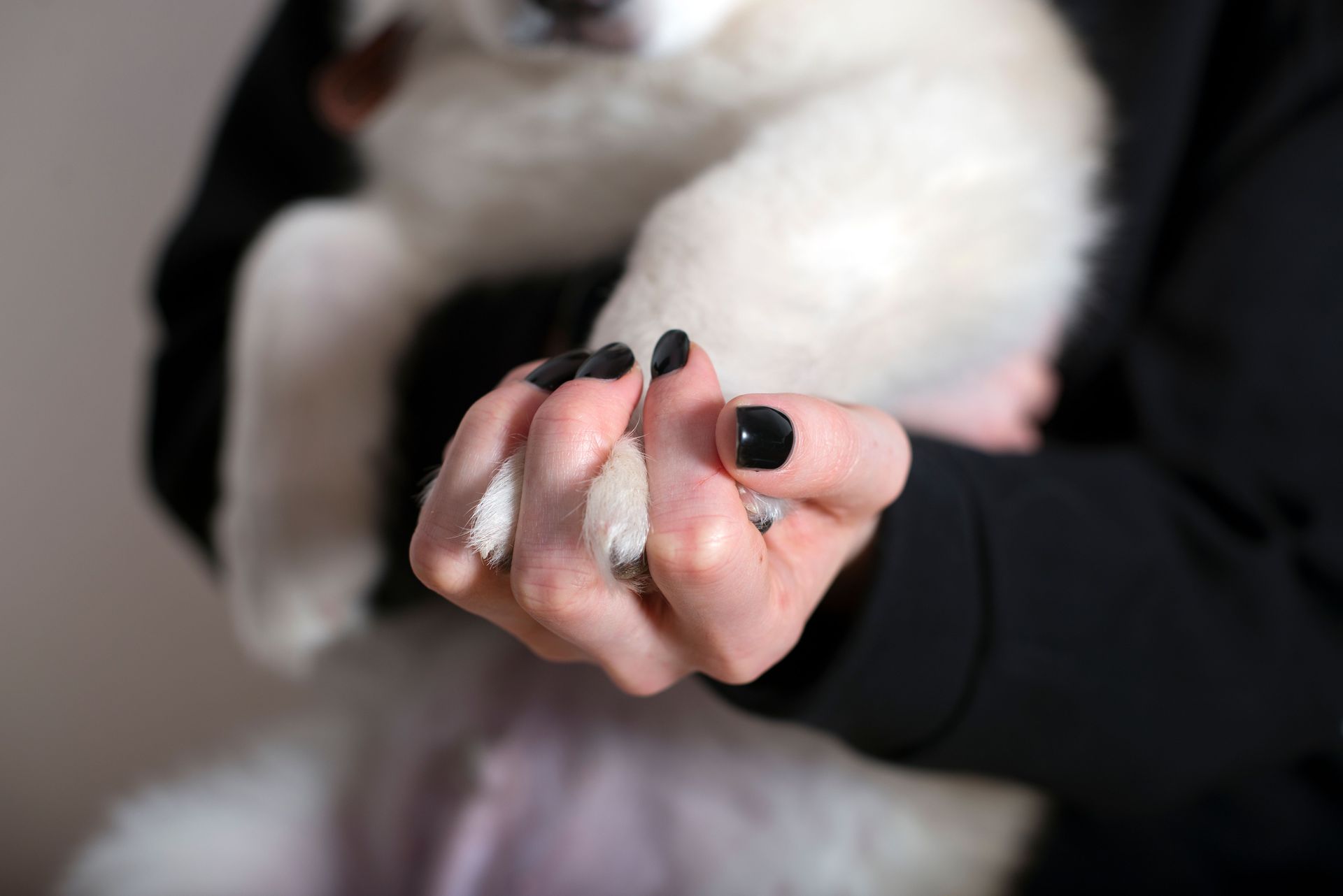 Black-painted nails holding a small white puppy close to a black-sleeved arm