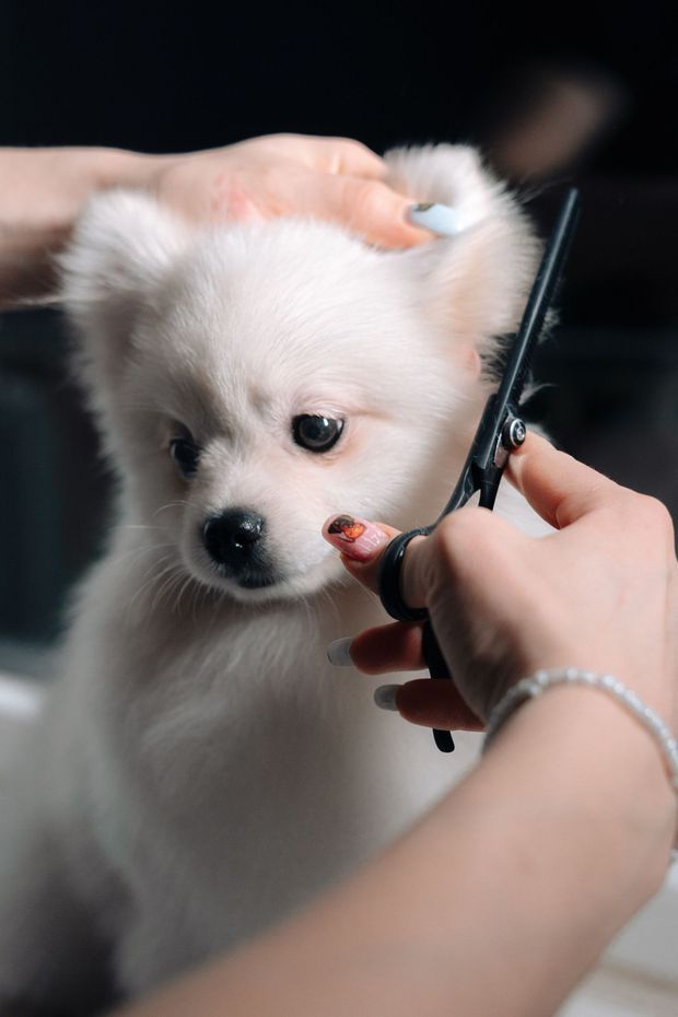 White fluffy puppy getting a haircut while a groomer holds scissors and trims its fur
