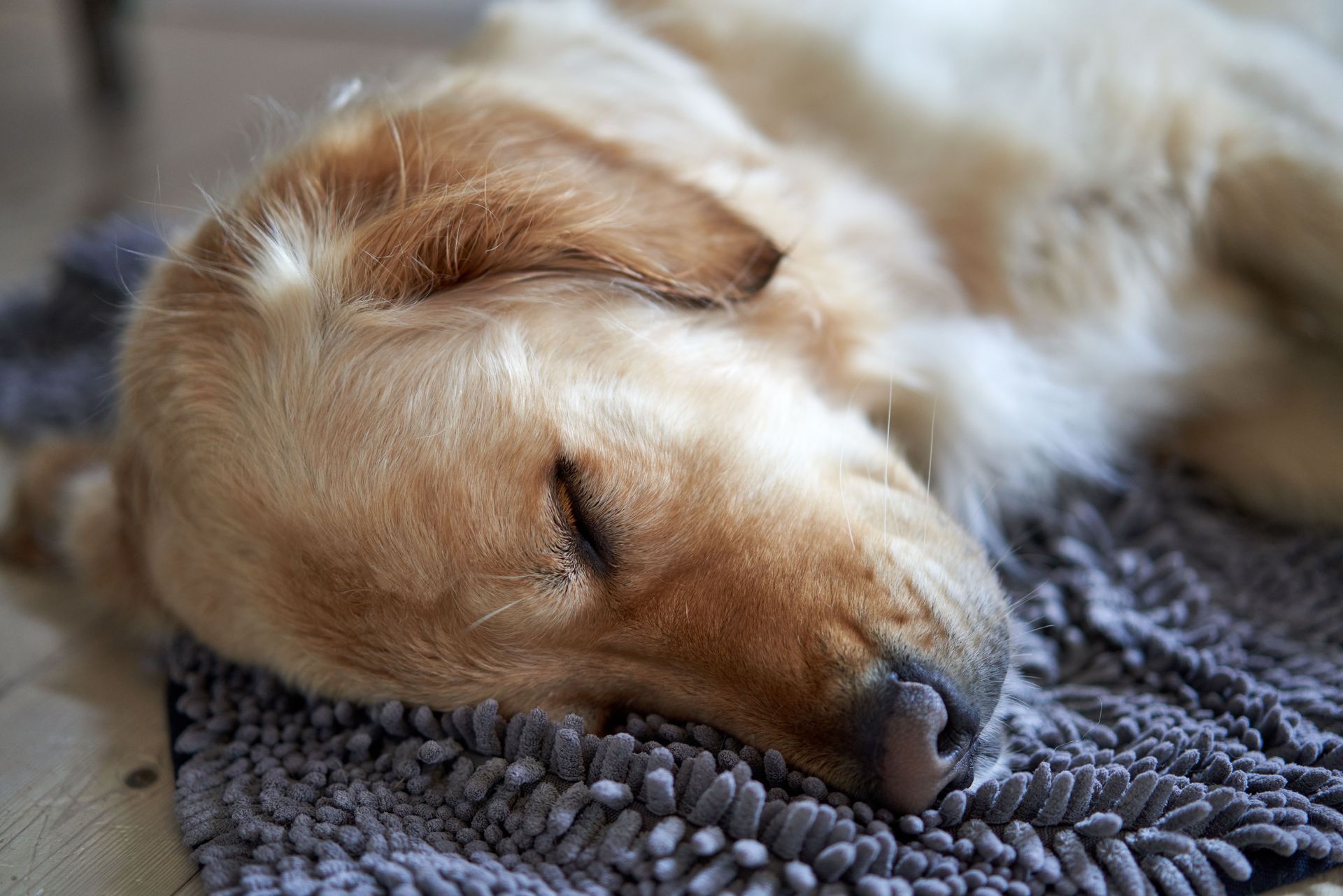 Sleeping golden retriever on a gray rug, close-up of its face and paws