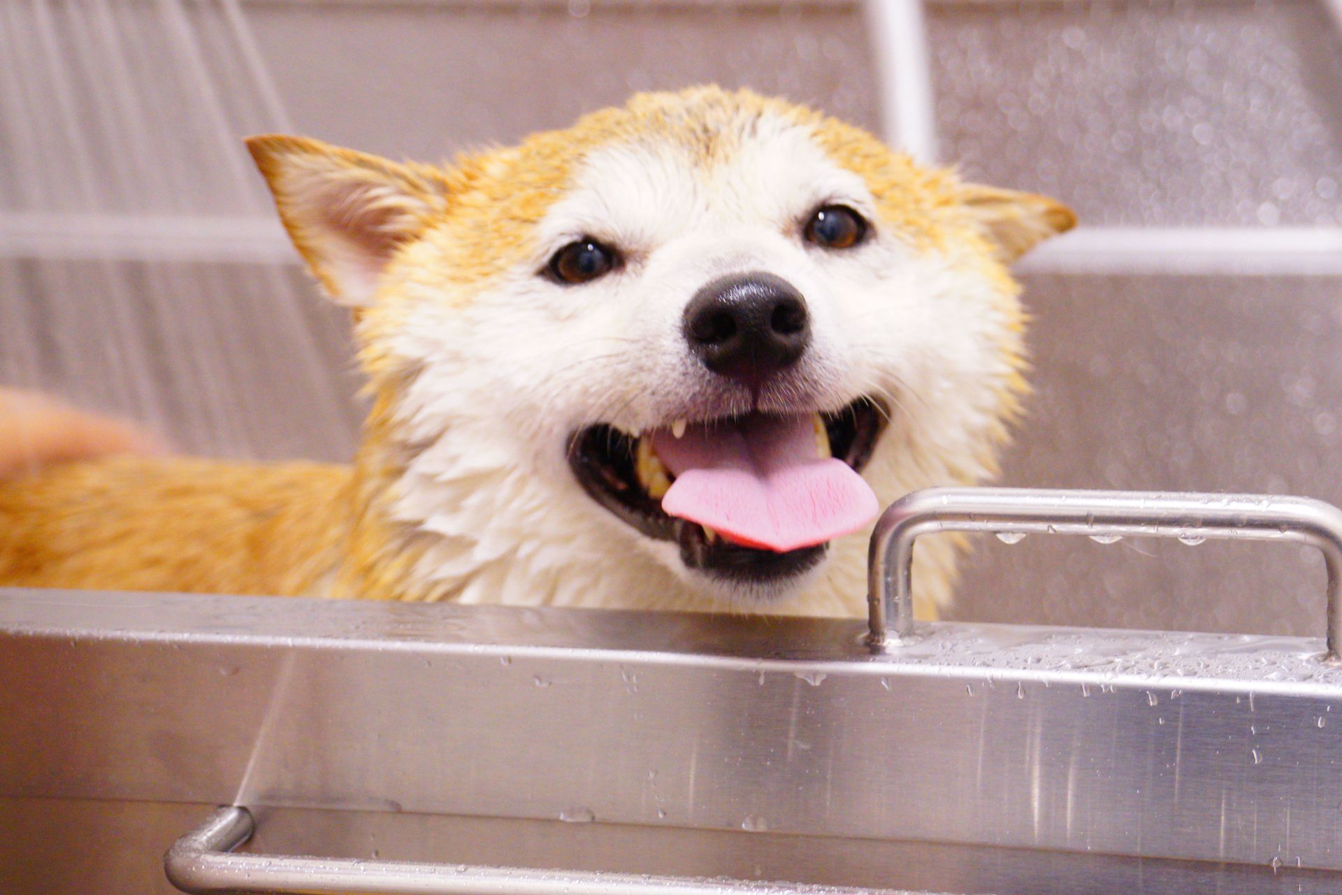 Wet Shiba Inu in a metal tub, tongue out and smiling while being bathed