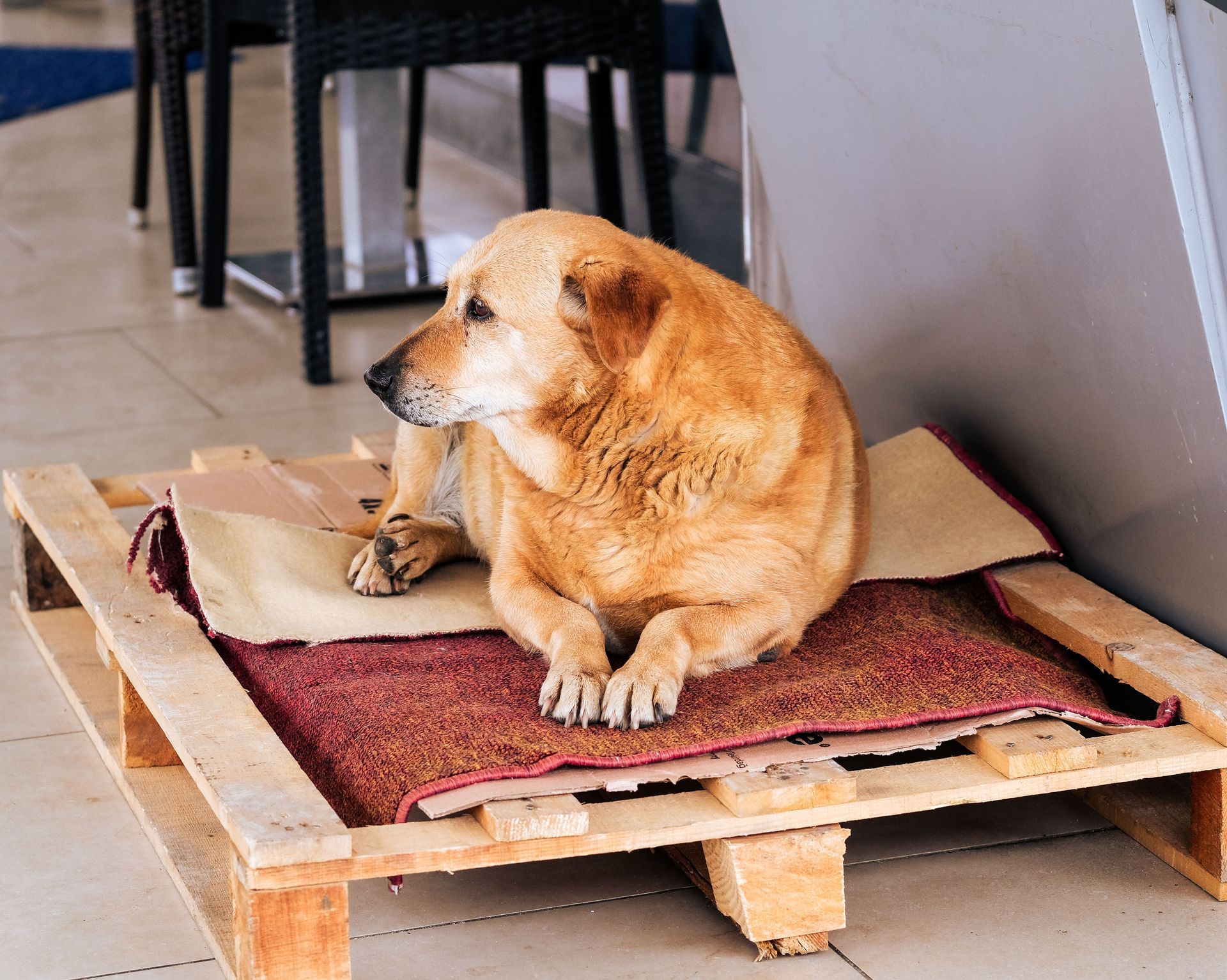 Small tan dog resting on a red rug atop a wooden pallet indoors