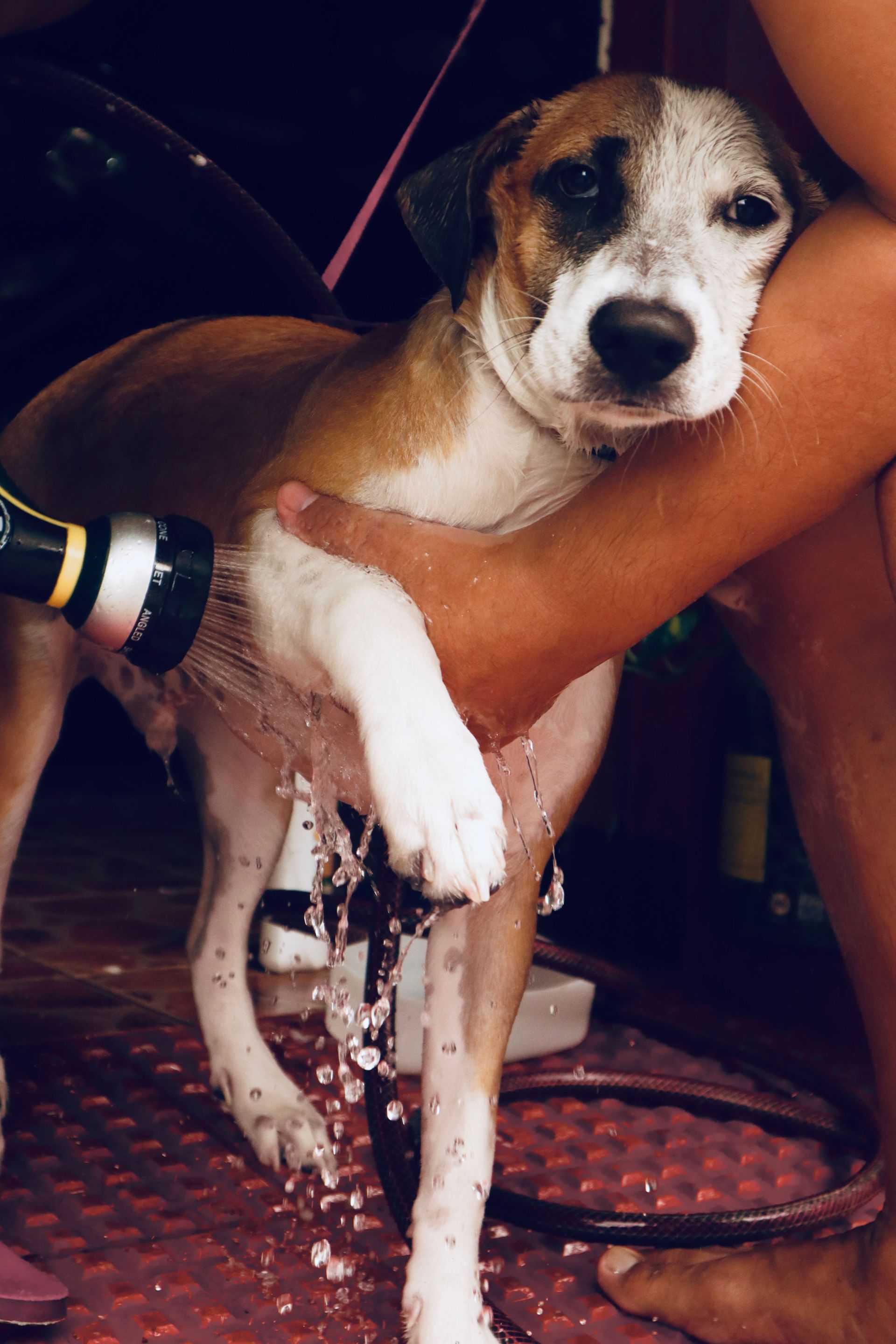 Small wet dog being washed outdoors, held by a person with a hose.