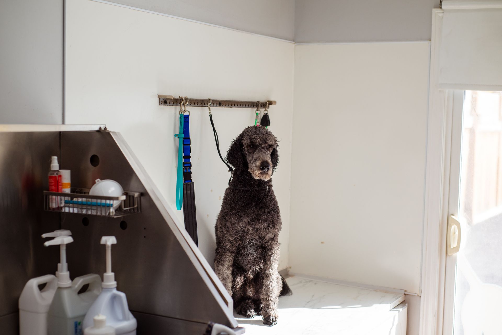 Curly black dog standing on a white bed in a bright laundry room