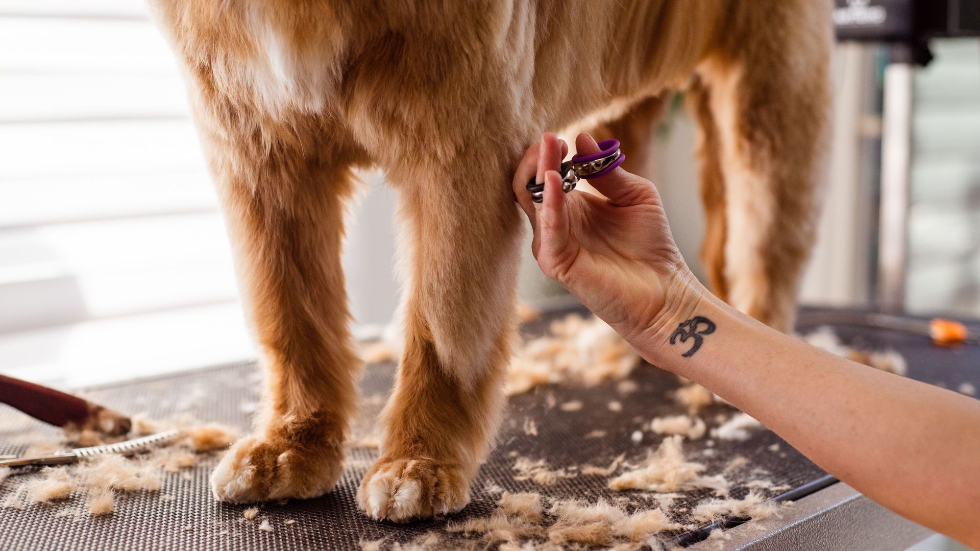 Dog groomer trimming a fluffy brown dog’s paw fur on a grooming table