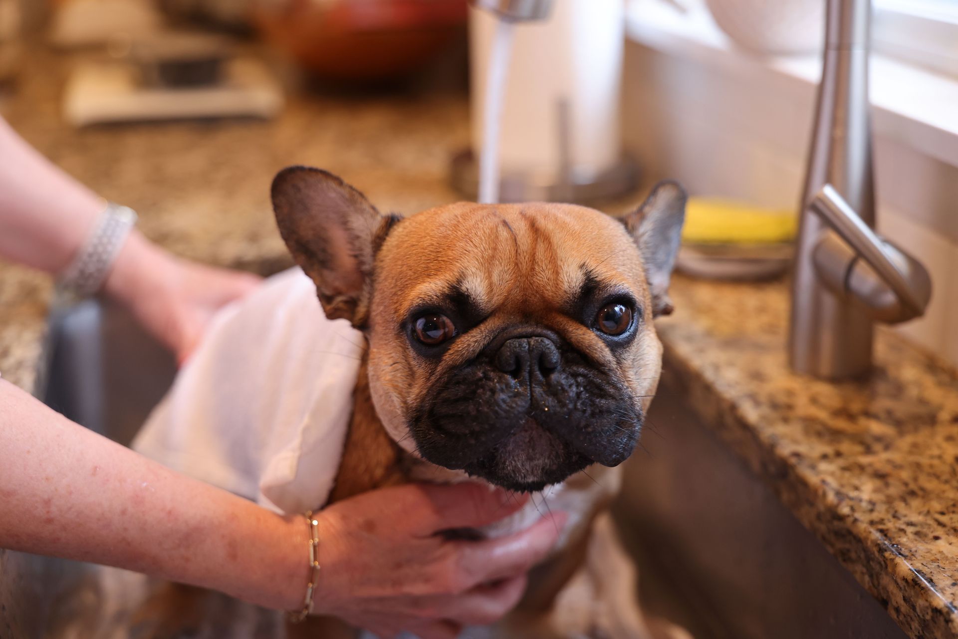 Small French bulldog being bathed in a kitchen sink, held by a person's hands.