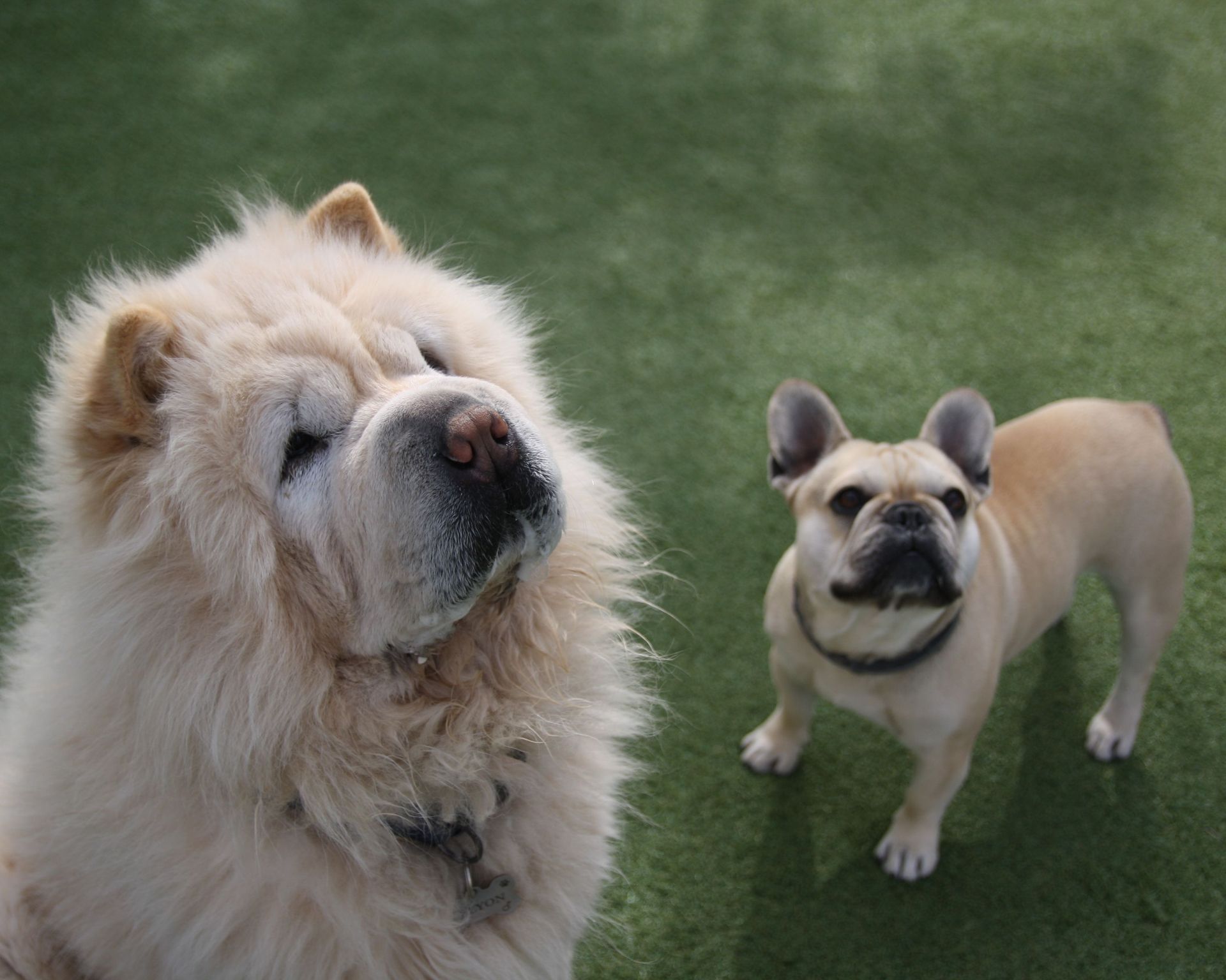 Two dogs on green turf, a fluffy tan dog and a small beige pug looking up at the camera.