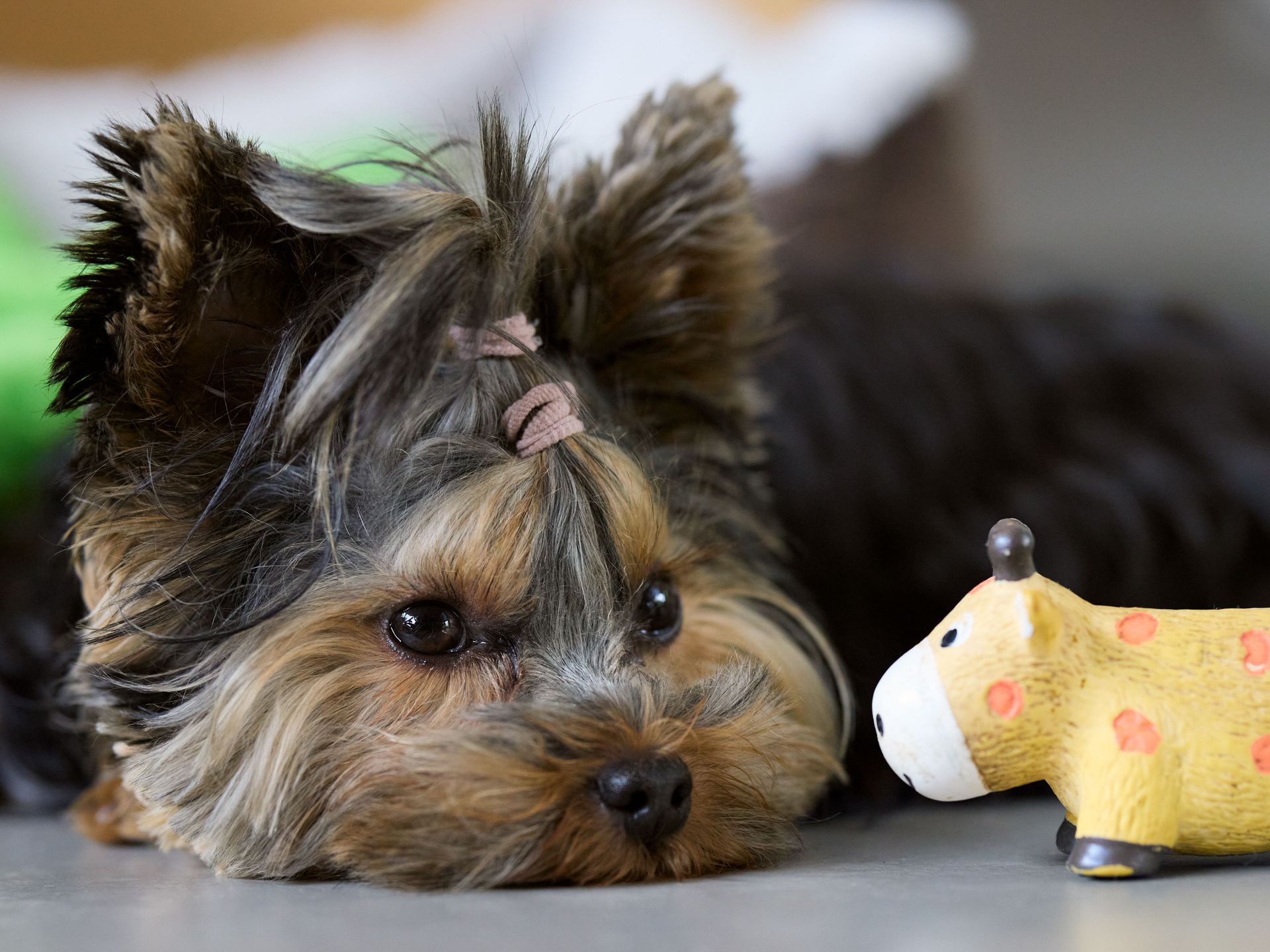 Small dog resting beside a yellow toy pig, looking curiously at it
