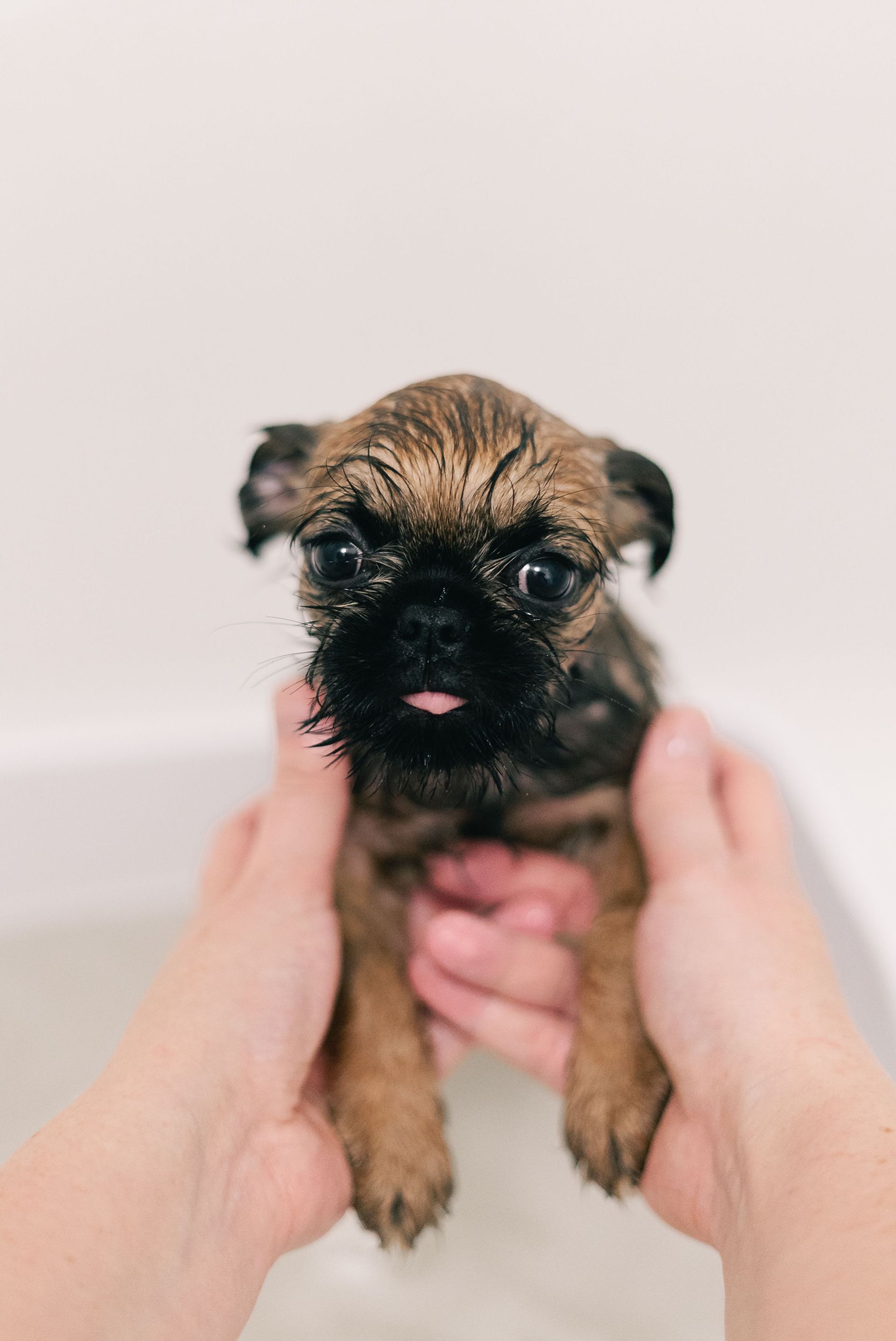 Tiny brown puppy being held in two hands, with its tongue out against a light background