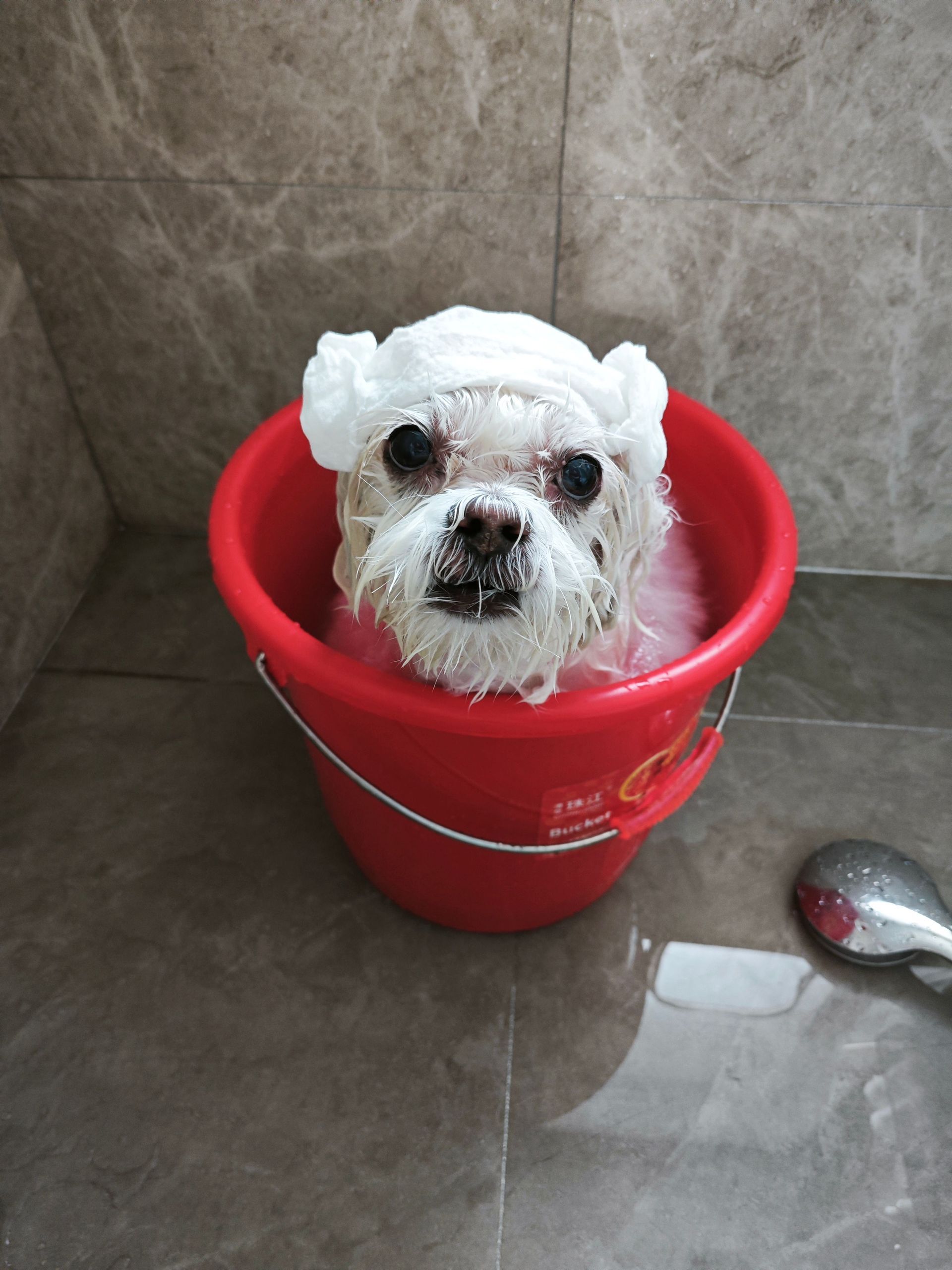 Small white dog in a red bucket in a tiled shower, covered in soap suds.