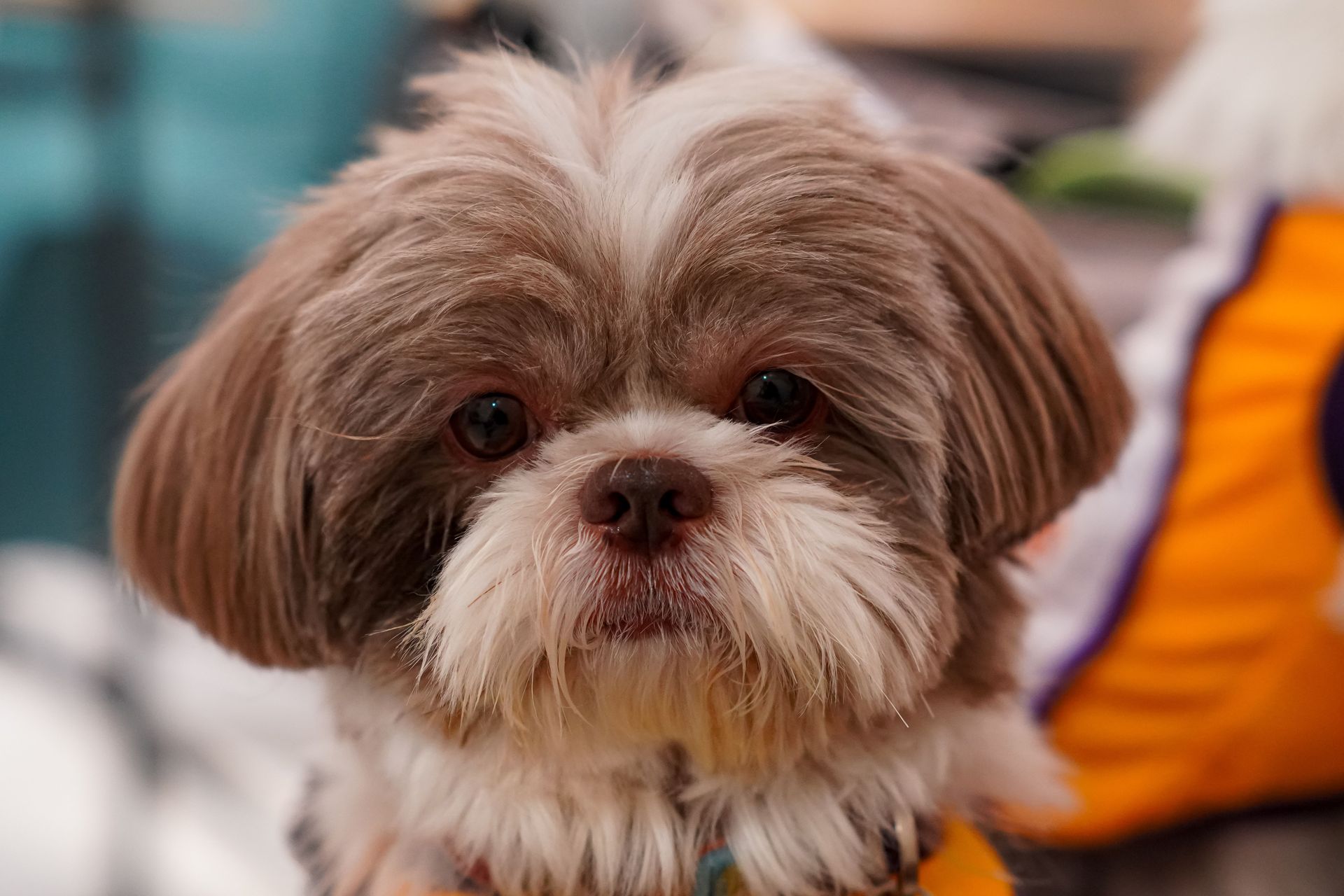 Small fluffy brown-and-white dog with a shaggy face, sitting indoors with a blurred orange jacket in the background