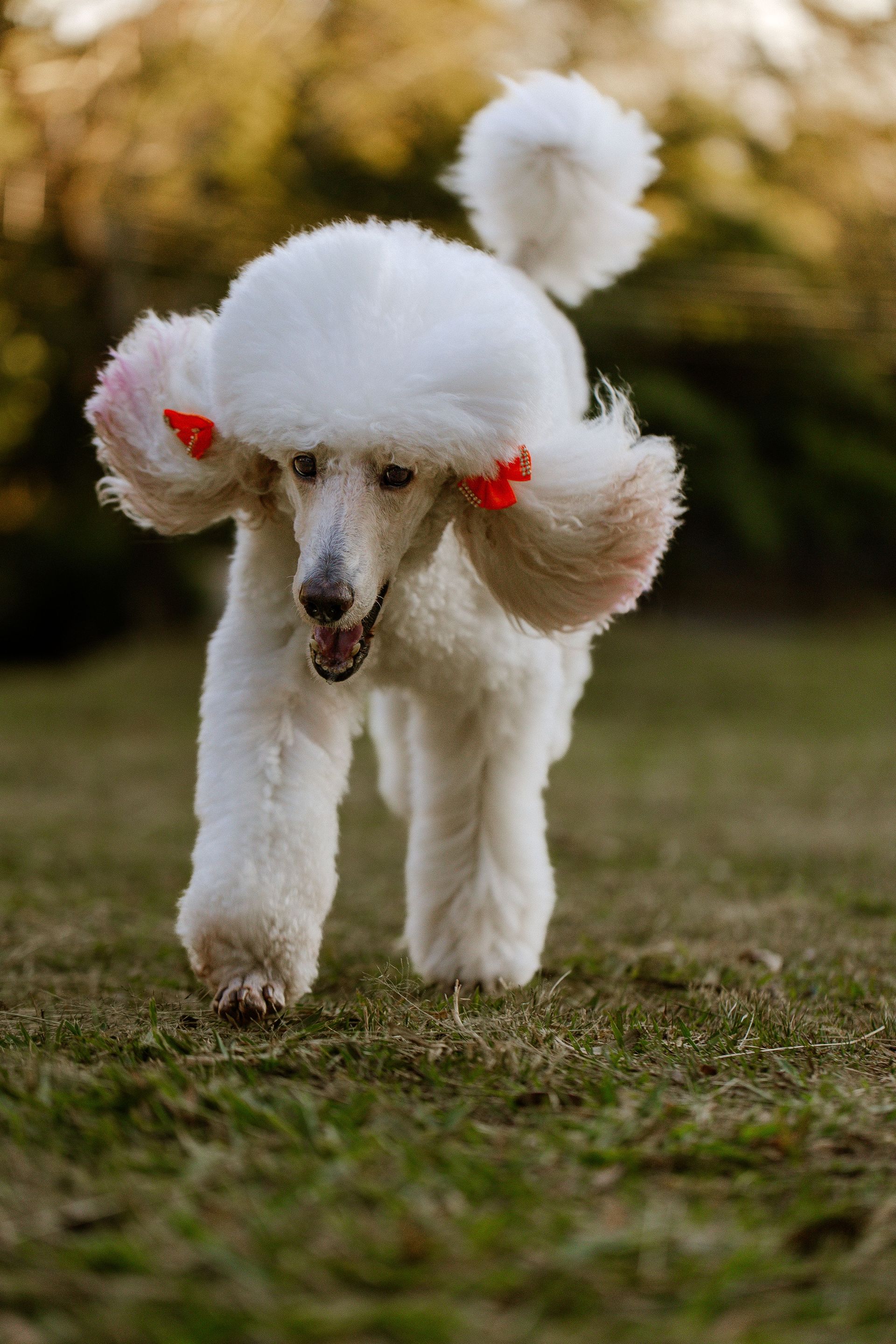 White poodle trotting on grass with pink ribbons and fluffy pom-pom trims