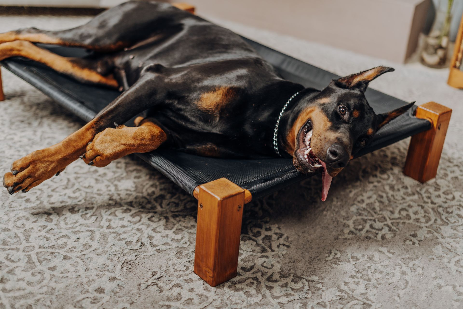 Black-and-tan dog lying on a raised pet cot, tongue out, in a home on a patterned rug