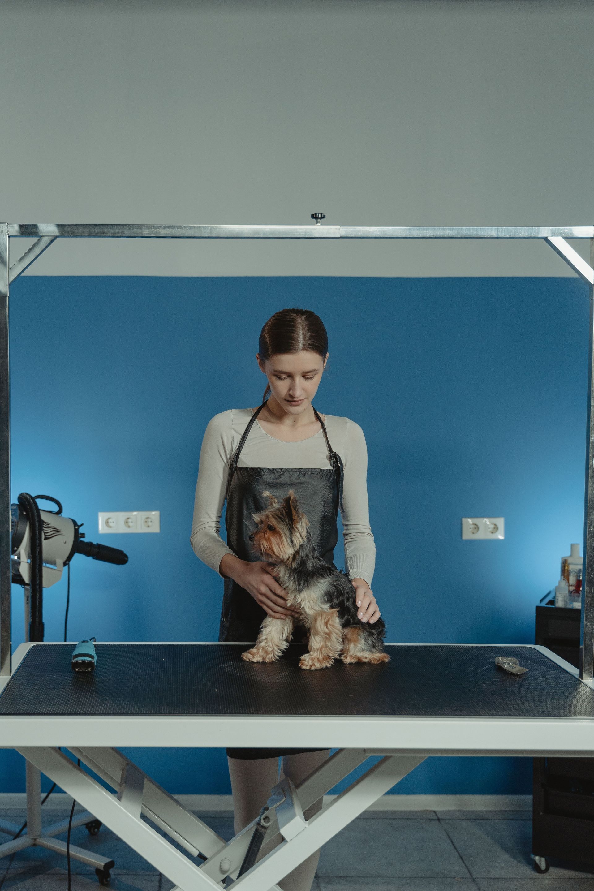 Person grooming a small dog on a grooming table in a blue-walled salon