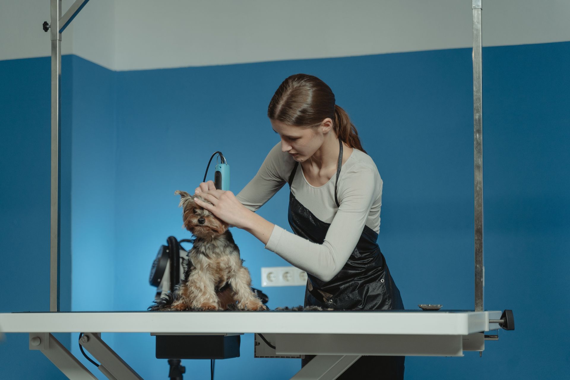 Groomer washing a dog on a grooming table in a blue-walled salon