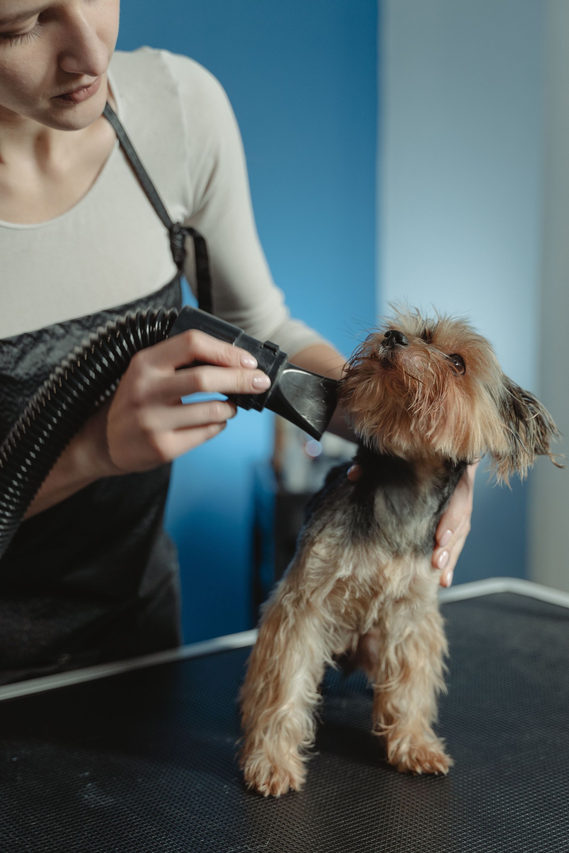 Grooming a small dog on a table with electric clippers in a blue-walled room