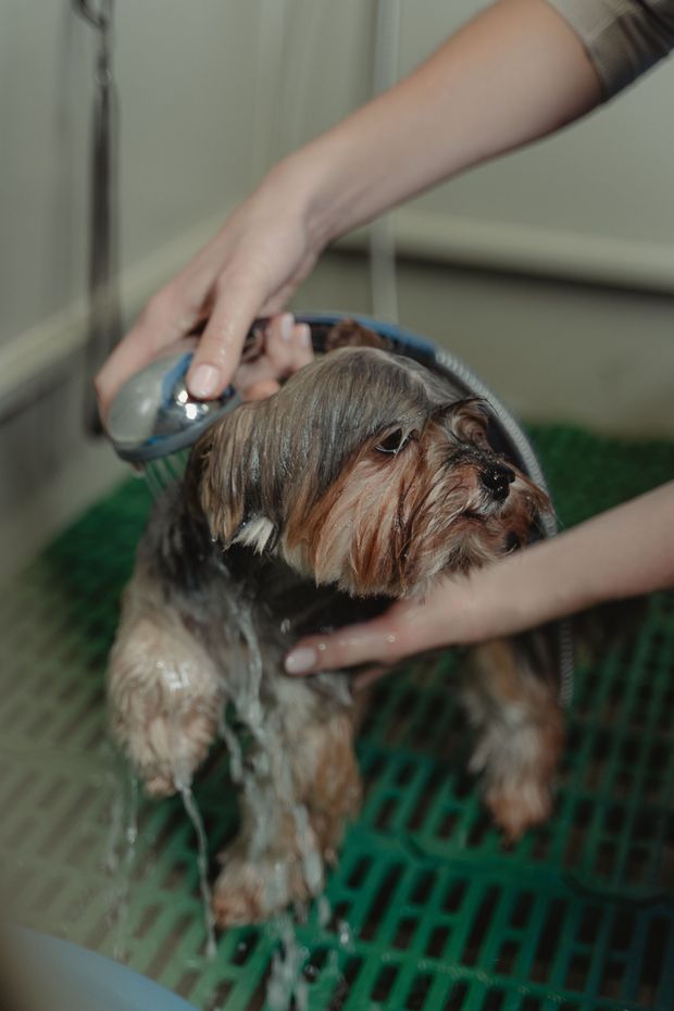 Small dog being bathed under running water in a sink or tub, held by two hands.