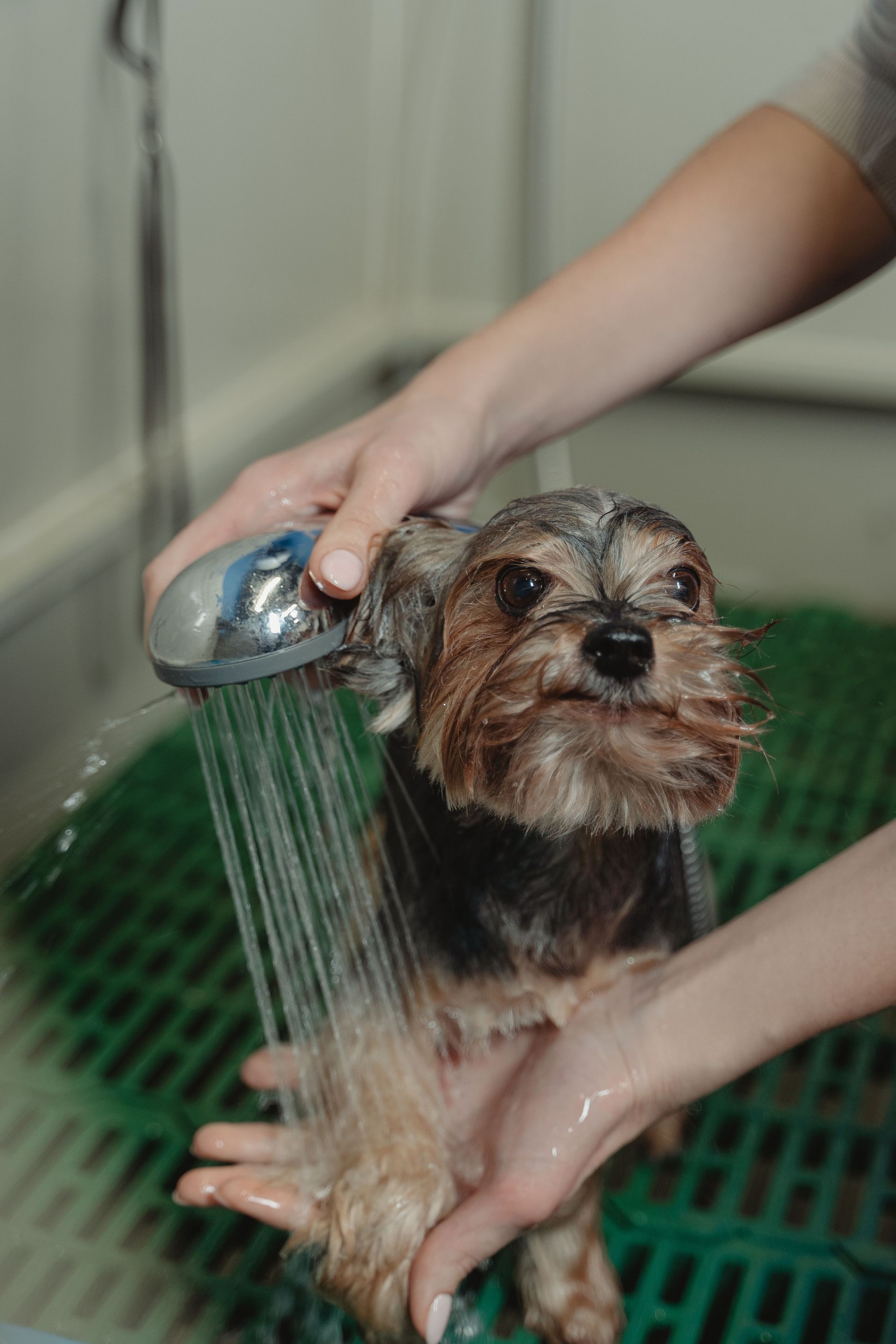 Small dog being rinsed in a shower, wet and held under running water.