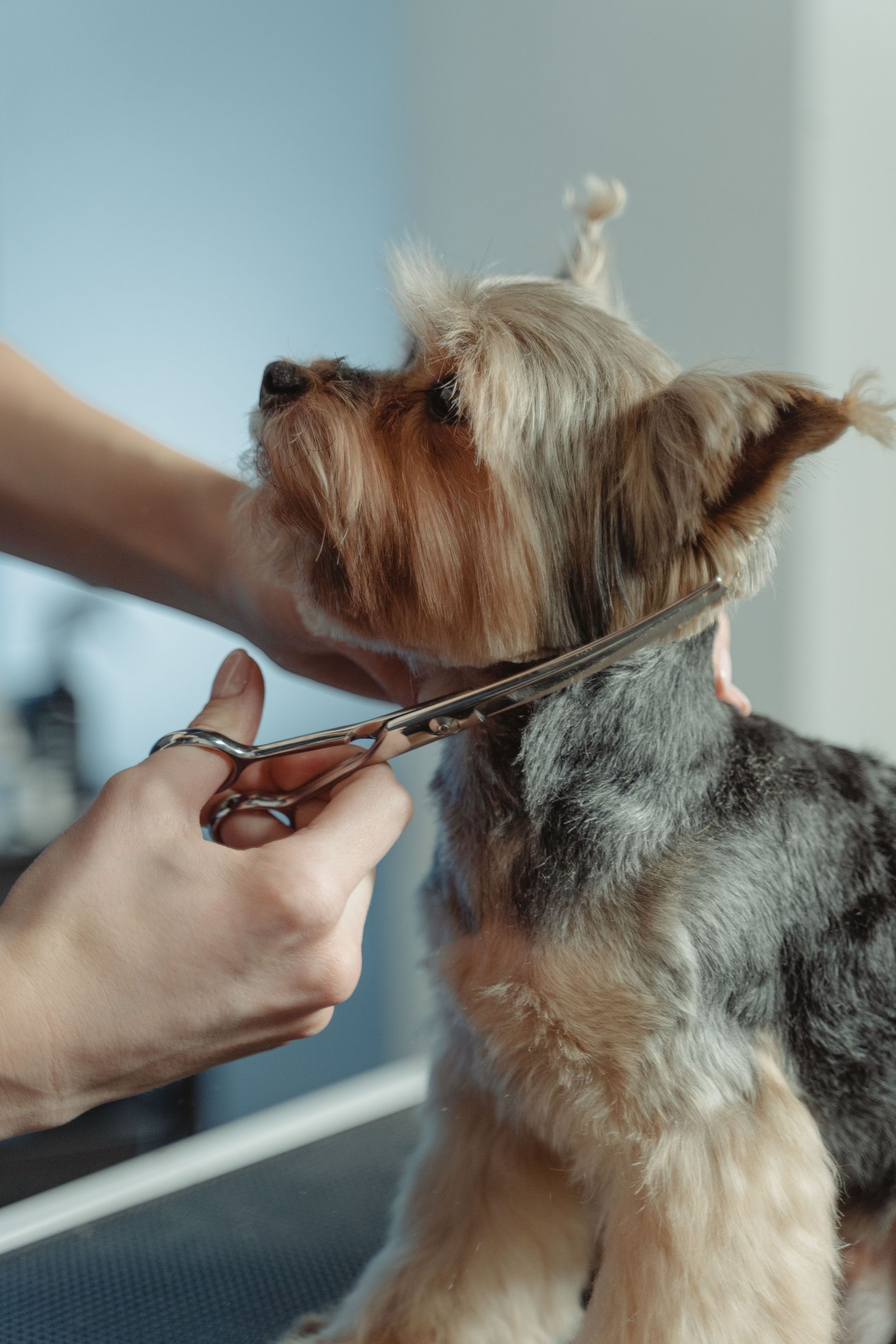 Small terrier getting its fur trimmed with scissors at a grooming salon